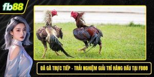 Đá gà trực tiếp