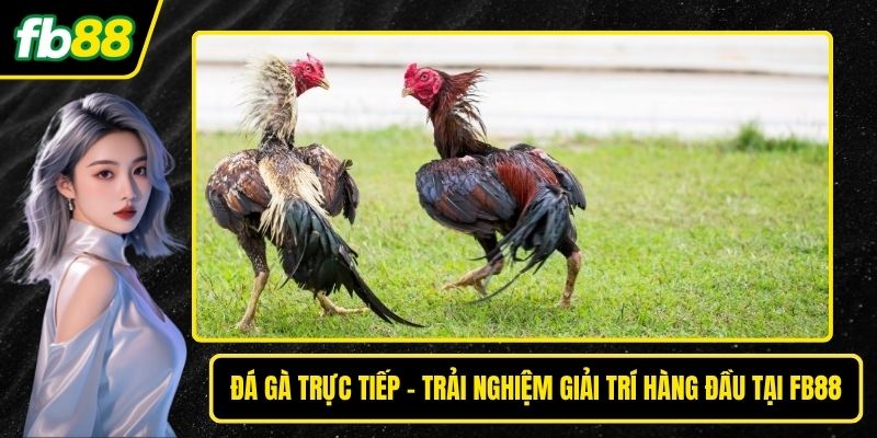 Đá gà trực tiếp