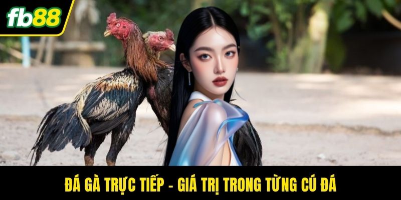 Đá gà trực tiếp - Giá trị trong từng cú đá