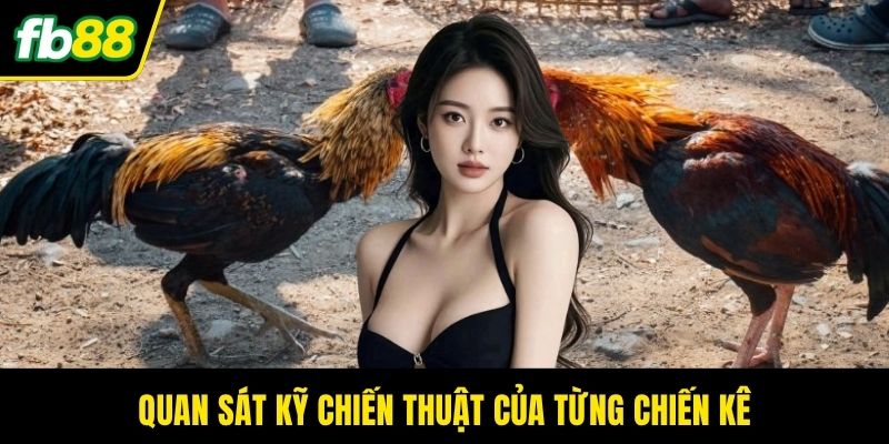 Quan sát kỹ chiến thuật của từng chiến kê